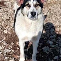 DONNA - liebevolle Hündin......, Hündin zur Adoption