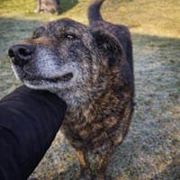 Shadow - sucht seinen Schatten 🍀, Hund zur Adoption