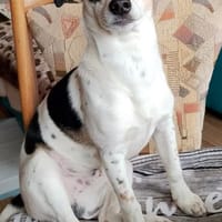 Ares sucht seine Familie, Hund zur Adoption