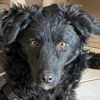 Kinderliebe Vanda, Hündin zur Adoption