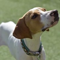 PLUTO 🌟 Zuckerschnute sucht Zuhause!, Hund zur Adoption