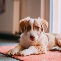 Fotti Mischling Rüde 4 Monate in 41751, Hund zur Adoption