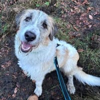 Fussel, verschmust, menschenbezogen, Hündin zur Adoption