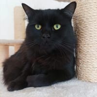 Pepe - puscheliger Panzerknacker, Kater zur Adoption