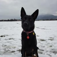 Zuhause gesucht für Kami, Hündin zur Adoption