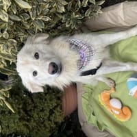 Ugo, Hund zur Adoption