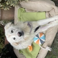 Ugo, Hund zur Adoption