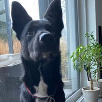 COOPER ❤ sensibler Schäferhund, Köln, Hund zur Adoption
