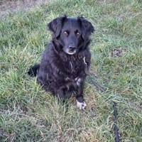 Tobi 💙 sucht seine Menschen, Hund zur Adoption