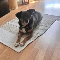 Freddy sucht seine Familie 💙, Hund zur Adoption