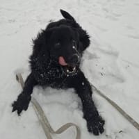 Toni sucht seine Familie 💙, Hund zur Adoption