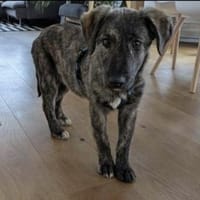 Paula ❤ sucht ihre Familie, Hündin zur Adoption