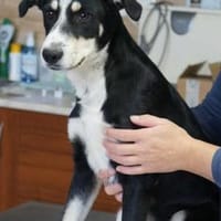 Tapi  ❤, Hund zur Adoption