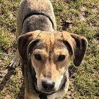 Vanja die kleine Zuckerschnute, Hündin zur Adoption