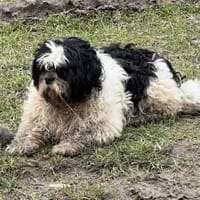 Dringend Pflegestelle gesucht 💙🙏, Hund zur Adoption