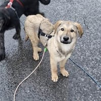 Pepper 💙 sucht seine Familie 🍀, Hund zur Adoption