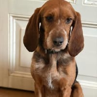 BONITA - menschenbezogene, ruhige Hündin, Hündin zur Adoption