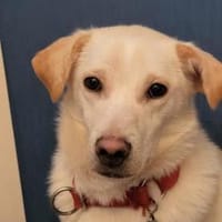 Liebe, anhängliche Junghündin, Hündin zur Adoption