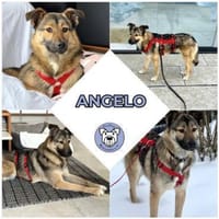 ANGELO -Freundlich, ruhig & zurückhalten, Hund zur Adoption