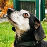 Bori su. ebenerdiges Zuhause, Hündin zur Adoption