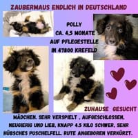 Polly sucht ihr Körbchen für immer 🍀🐾, Hündin zur Adoption