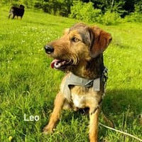 Leo - Jagdterrier Mix, Hund zur Adoption