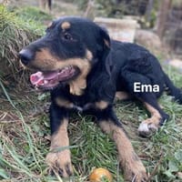 Emma - toller Charakter, Hündin zur Adoption
