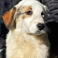 hübscher,  lieber 🥰 Vale 🥰, Hund zur Adoption