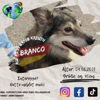 BRANCO - Couchkuscheln ist sooo schön, Hund zur Adoption