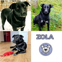 ZOLA -liebt alle Menschen-, Hündin zur Adoption