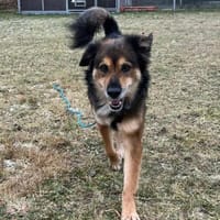 Timmy sucht ein Zuhause, Hund zur Adoption