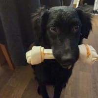 Anni  sucht ihre Familie, Hündin zur Adoption