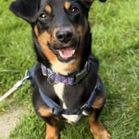 Lustiger Dackelmix Mambo mit Handicap, Hund zur Adoption