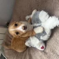 Nino ein tolles kleines Kerlchen, Hund zur Adoption