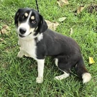 Nadia zartes Seelchen, Hündin zur Adoption