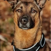 Elvis  wartet in 97424 Schweinfurt, Hund zur Adoption