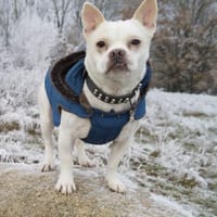 Lollek - ein kleines Powerpaket, Hund zur Adoption