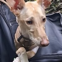 Kinsi sucht ihr Für-Immer-Zuhause, Hündin zur Adoption