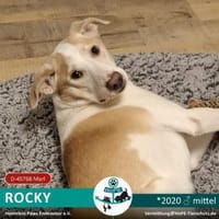 ROCKY - *2020 - DRINGEND ZUHAUSE GESUCHT, Hund zur Adoption