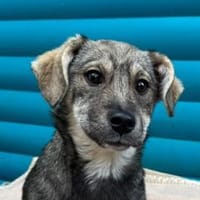 KYLA-bezaubernde Welpen-Hündin,32 cm, Hündin zur Adoption