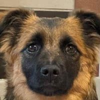 FJELLE-lebensfroher, hübscher Jung-Rüde, Hund zur Adoption