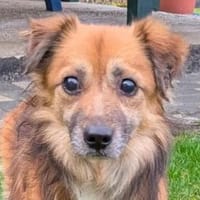 DIDRIK-ruhiger, hübscher Rüde,v.blind, Hund zur Adoption