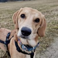 Zara möchte beschäftigt werden, Hündin zur Adoption