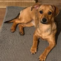 Zauberhafte Kloè in 56220 Bassenheim, Hündin zur Adoption