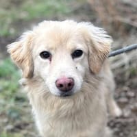 Milo - geb. 4/2023 - ca. 36 cm, Hund zur Adoption