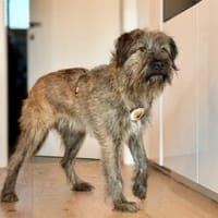 Liebenswerter Zottel Mushu sucht Zuhause, Hund zur Adoption