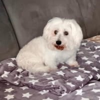 Melanie in 41363 Jüchen, Hündin zur Adoption