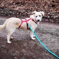 Kleiner Maxi sucht sein großes Glück, Hund zur Adoption