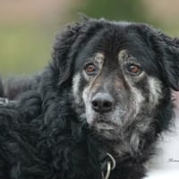 Bonnie wünscht sich ein Zuhause, Hündin zur Adoption