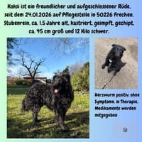 Koksi sucht seine Menschen🐾, Hund zur Adoption